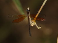 Euphaea ochracea - male  - Bang Lang NP
