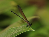 Euphaea ochracea - young male  - Mae Moei NP