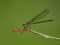 Euphaea pahyapi - female  - Sri Phang Nga NP
