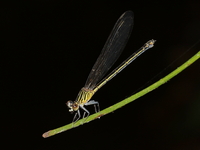 Euphaea pahyapi - female  - Kaeng Krachan NP