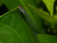 Onychargia atrocyana - female  - Phuket
