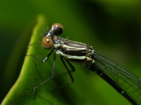 Onychargia atrocyana - female  - Phuket
