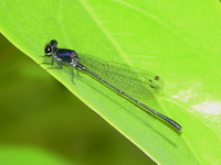 Onychargia atrocyana - male  - Phuket