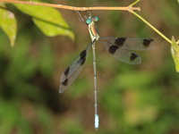 Orolestes octomaculata - male  - Kaeng Krachan