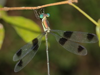 Orolestes octomaculata - male  - Kaeng Krachan