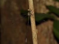 Orolestes octomaculata - young male  - Phu Wua WS