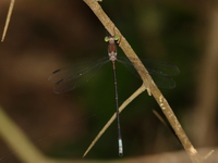 Orolestes octomaculata - young male  - Kaeng Krachan NP