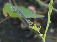 Pseudagrion australasiae - female  - Chantaburi