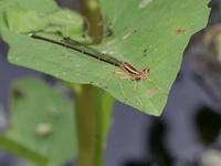 Pseudocopera ciliata - female  - Chantaburi