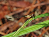 Pseudocopera ciliata - female  - Phu Kradueng NP