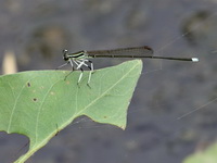 Pseudocopera ciliata - male  - Chantaburi
