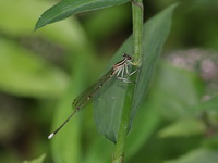 Pseudocopera ciliata - male  - Doi Chang