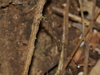 Unidentified Drepanosticta sp  - Chaloem Rattanakasin NP