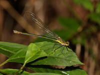 Vestalaria smaragdina - female  - Doi Phu Kha NP