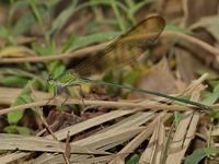 Vestalis gracilis - ssp gracilis  - Khao Yai NP