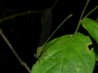 Vestalis gracilis - ssp gracilis  - Phuket