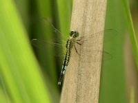 Acisoma panorpoides - female  - Phuket