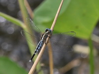Acisoma panorpoides - male  - Chantaburi
