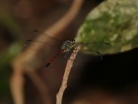 Agrionoptera insignis - male  - Kaeng Krachan NP