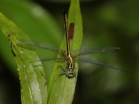 Anisogomphus pinratani - female  - Doi Inthanon NP
