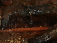 Chlorogomphus arooni - female  - Kaeng Krachan NP