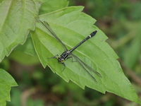 Euthygomphus yunnanensis - female  - Phu Khiao WS
