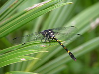 Gomphidia abbotti - female  - Phuket