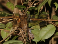Gynacantha basiguttata  - Kaeng Krachan NP