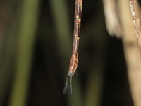 Gynacantha subinterrupta - female  - Phu Wua WS