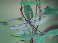 Gynacantha subinterrupta - male  - Yaring Mangroves