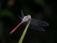 Lathrecista asiatica - female  - Phuket