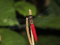 Lyriothemis biappendiculata - male  - Bang Lang NP