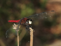 Lyriothemis cleis - male  - Khao Luang NP