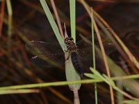 Lyriothemis pachygastra - male  - Phu Kradueng NP