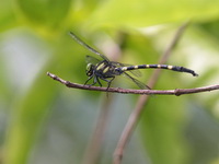 Macrogomphus kerri  - Phuket