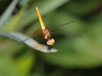 Nannophya pygmaea - immature male  - Phang Nga
