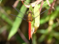 Orthetrum chrysis - female  - Phuket