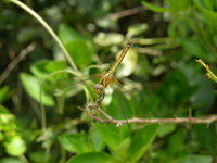 Orthetrum glaucum - female  - Khao Sok NP