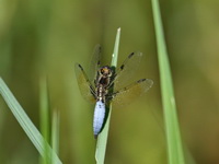 Palpopleura sexmaculata - male  - Doi Inthanon NP