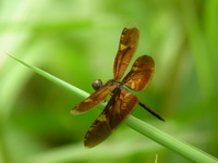 Rhyothemis obsolescens  - Thale Ban NP