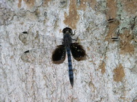 Tyriobapta torrida - male  - Ton Pariwat WR