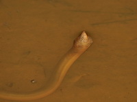 Asian Swamp Eel  - Phu Kradueng NP