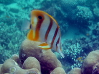 Beaked Coralfish  - Phuket