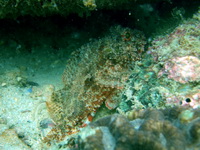 Bearded Scorpionfish  - Phuket