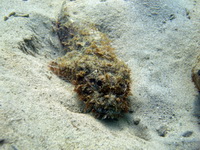 Bearded Scorpionfish  - Phuket
