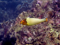 Bicolour Parrotfish  - Phuket