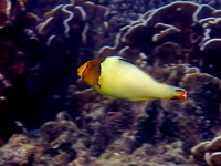 Bicolour Parrotfish  - Phuket