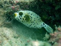Blackspotted Pufferfish  - Phuket