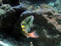 Blue Parrotfish - female  - Phuket