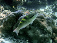 Blue Parrotfish - female  - Phuket